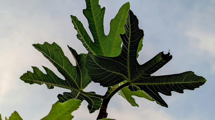 Fiddle Leaf Fig (Ficus Lyrata)