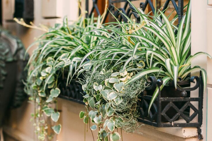 best indoor plants for clean air