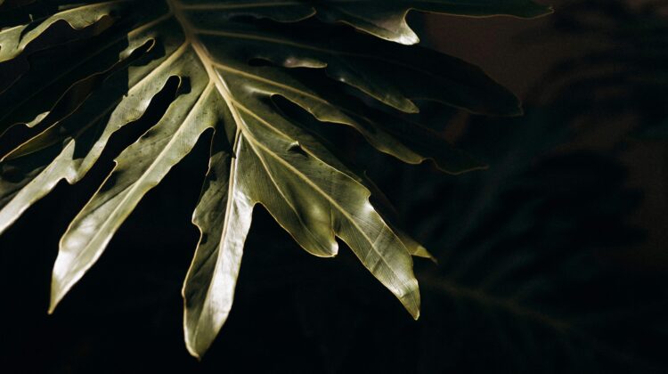 rare philodendron species
