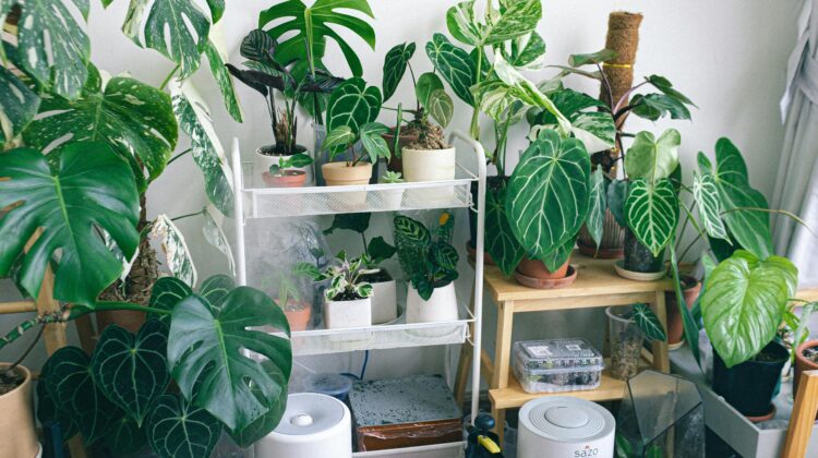large leaf plants