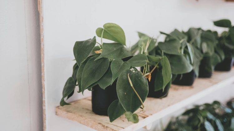 philodendron plants for sale