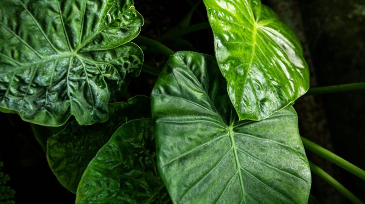 plants with big leaves