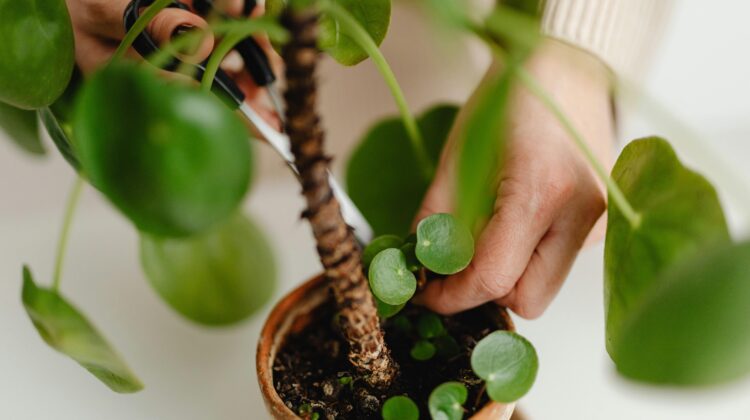 plants with big leaves