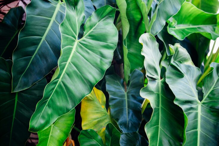 rare philodendron