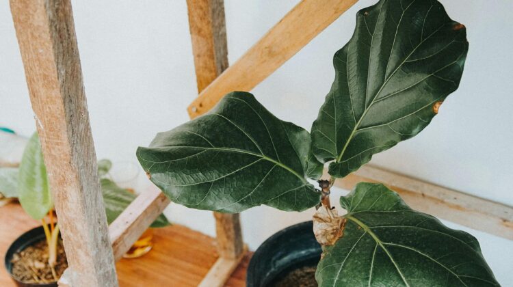 large leaf plants