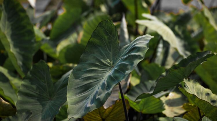tall plants with big leaves