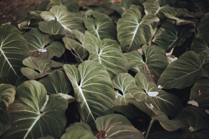 rare philodendron