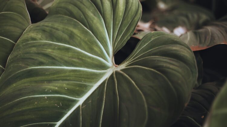Gloriosum philodendron plant