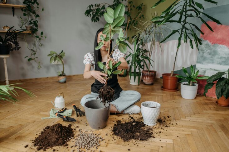 perfect soil mix air purifying plants