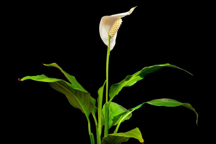 air purifying plants