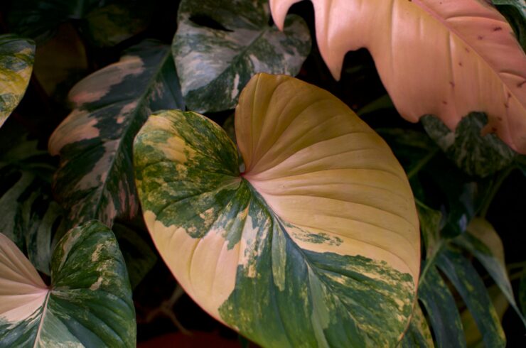 pink rare philodendron