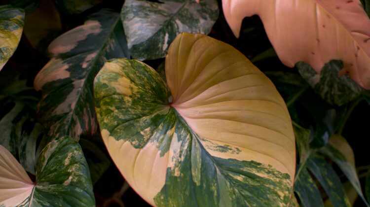 philodendron plants for sale