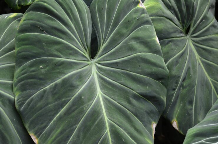 Philodendron Gloriosum