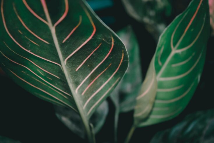rare philodendron