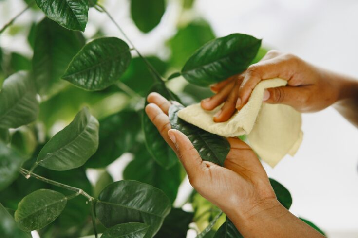 best indoor plants for air quality leaf maintenance