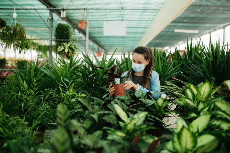 best indoor plants for clean air