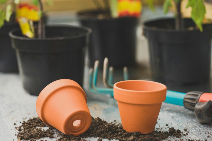 best indoor plants for clean air