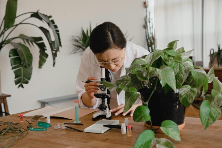best indoor plants for air quality