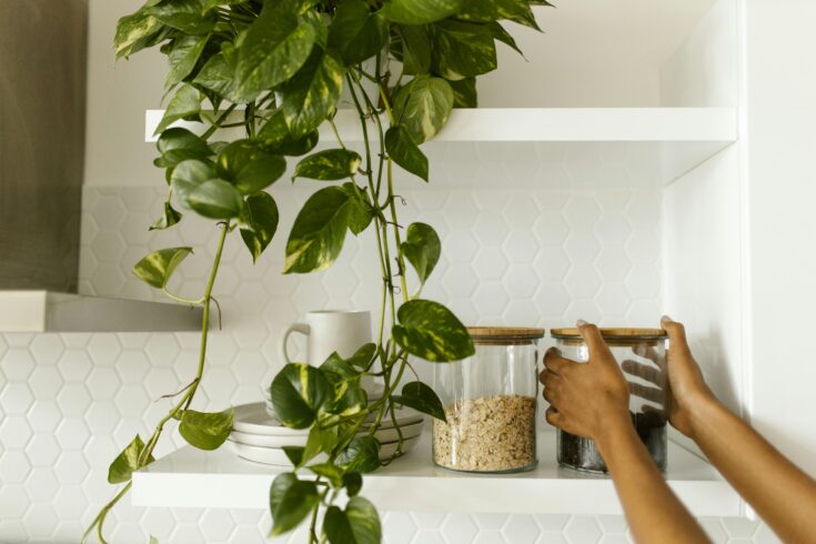 pothos best indoor plants for air quality