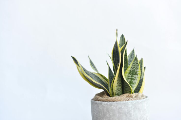 best indoor plants for air quality