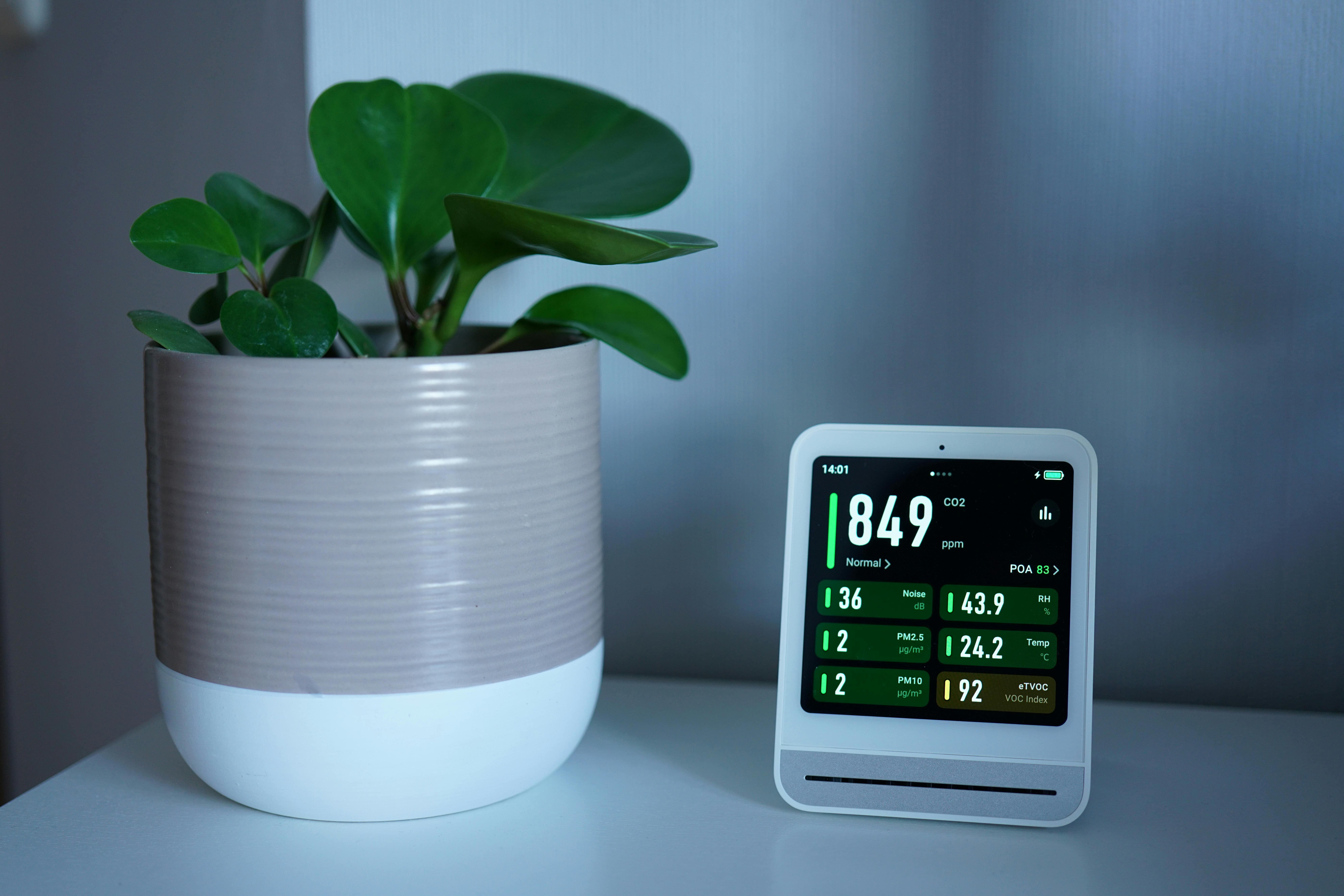 best indoor plants for clean air
